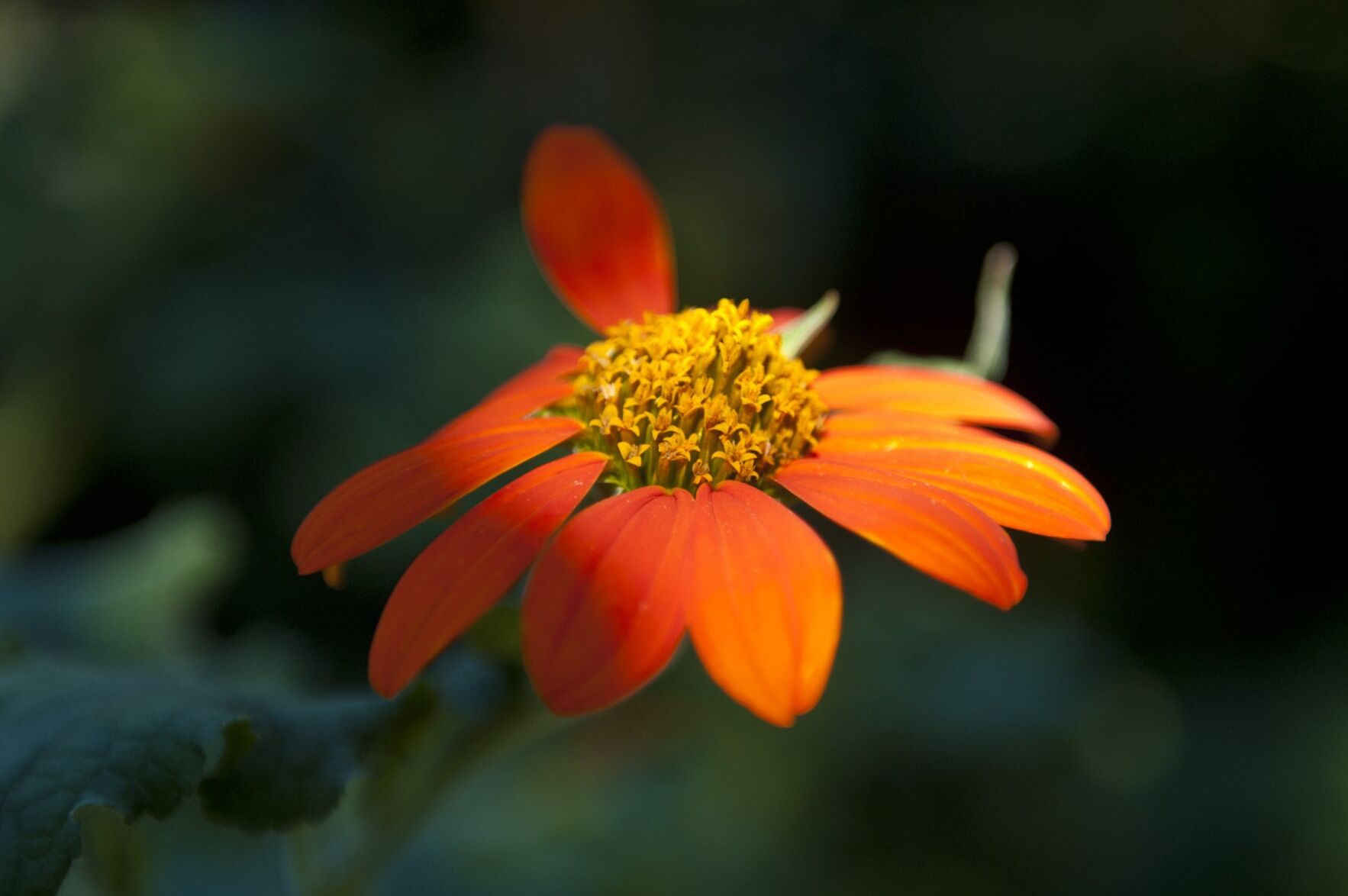 Timothy Day garden